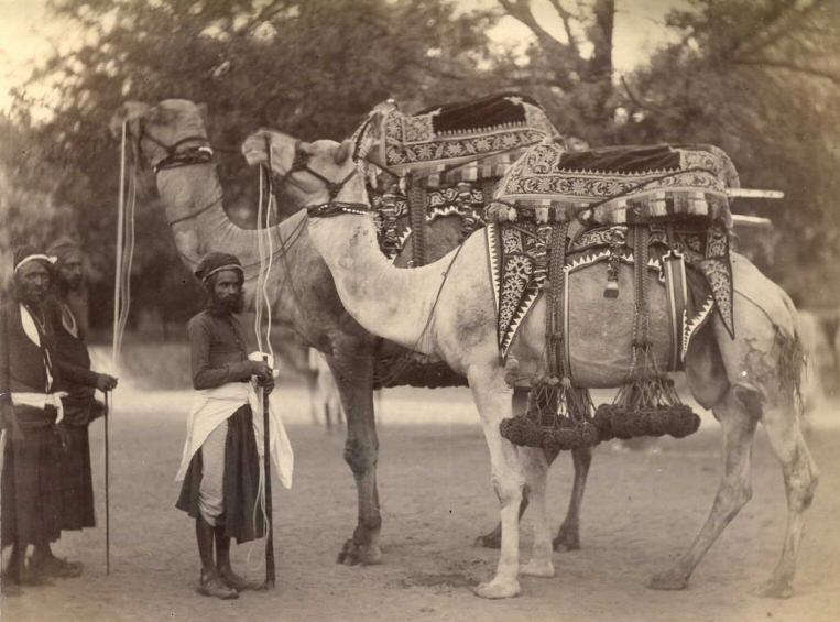 "The Maharaja's camels," c.1880's